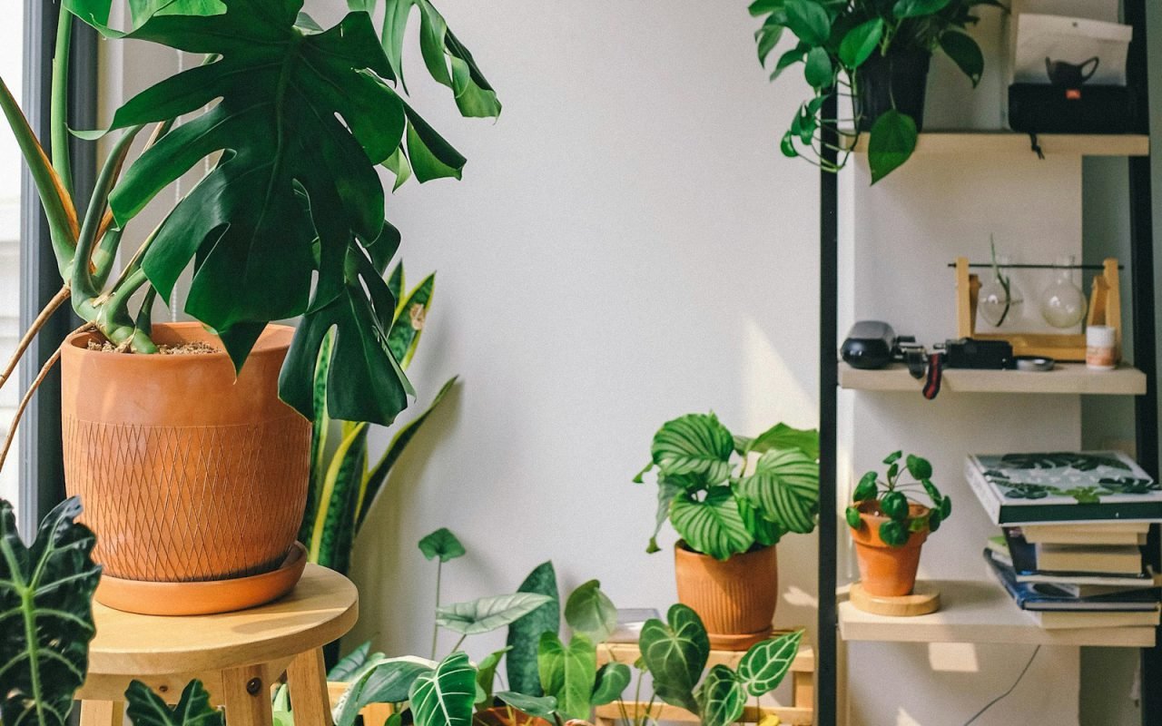 A hard-to-kill plant